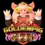 golden pig 777